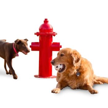 BarkPark Fire Hydrant